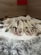 Dánsko-švédský farmářský pes