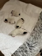 Dánsko-švédský farmářský pes