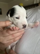 Dánsko-švédský farmářský pes