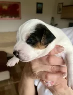 Dánsko-švédský farmářský pes