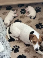 Dánsko-švédský farmářský pes