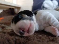 Velký Hrubosrstý Vendeéský Basset GBGV s PP