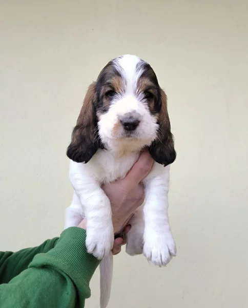 Velký Hrubosrstý Vendeéský Basset GBGV s PP