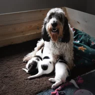 Velký Hrubosrstý Vendeéský Basset GBGV s PP