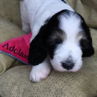 Velký Hrubosrstý Vendeéský Basset GBGV s PP