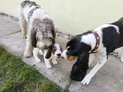 Velký Hrubosrstý Vendeéský Basset GBGV s PP