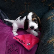 Velký Hrubosrstý Vendeéský Basset GBGV s PP