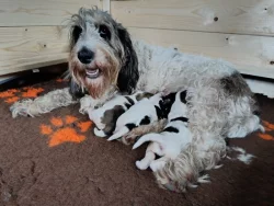 Velký Hrubosrstý Vendeéský Basset GBGV s PP