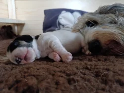 Velký Hrubosrstý Vendeéský Basset GBGV s PP