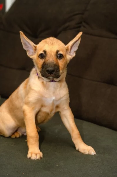 Peruánský naháč s PP velký