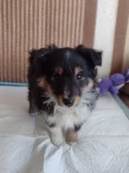 Prodám fenku Sheltie s PP