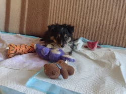 Prodám fenku Sheltie s PP