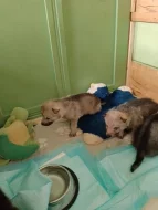 Štěňata československého vlčáka