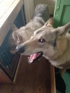 Štěňata československého vlčáka