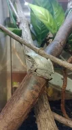 Létavka obecná (Polypedates leucomystax)