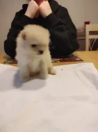 Pomerian k prodeji