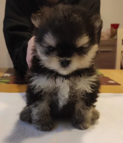 Pomerian k prodeji