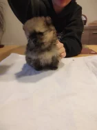 Pomerian k prodeji