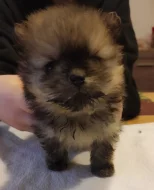 Pomerian k prodeji