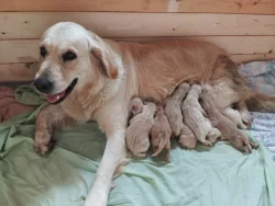 Prodám štěňata zlatého retrívra