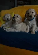 Prodám štěňata zlatého retrívra