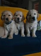 Prodám štěňata zlatého retrívra