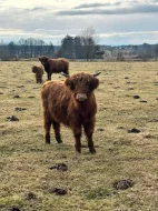 Skotský náhorní skot (Highland cattle)