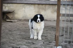 Rumunský ovčák - Bucovina (Ciobănesc Românesc de Bucovina)