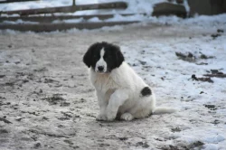 Rumunský ovčák - Bucovina (Ciobănesc Românesc de Bucovina)