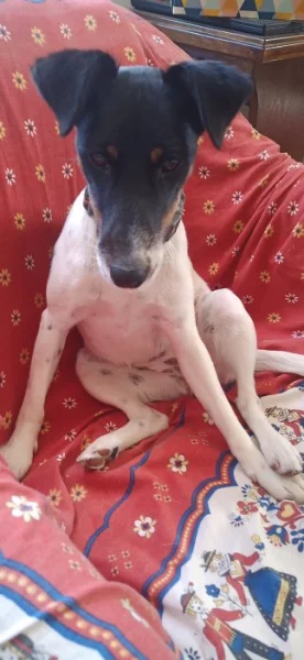 Foxteriér hladkosrstý poptavka