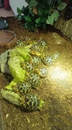 Mláďata želvy hvězdnaté (Geochelone elegans)
