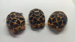 Mláďata želvy hvězdnaté (Geochelone elegans)