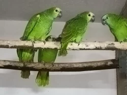 Amazonan modrocely