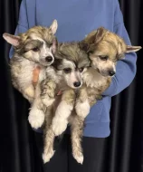 Čínský chocholatý pes štěňata