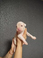 Německý boxer štěně