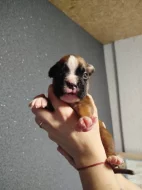 Německý boxer štěně
