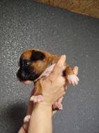 Německý boxer štěně