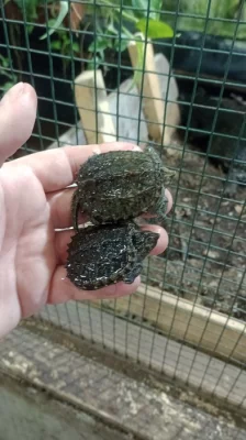 Kajmanka dravá (Chelydra serpentina)