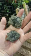 Kajmanka dravá (Chelydra serpentina)