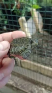 Kajmanka dravá (Chelydra serpentina)