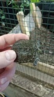 Kajmanka dravá (Chelydra serpentina)