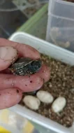 Želva trojkýlná (Mauremys reevesii) vlastní odchov