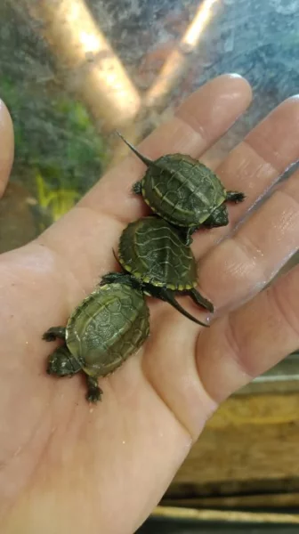 Želva trojkýlná (Mauremys reevesii) vlastní odchov