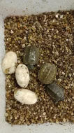 Želva trojkýlná (Mauremys reevesii) vlastní odchov