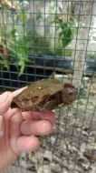 Želva černavá (Heosemys grandis) vlastní odchov