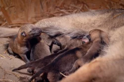 Československý vlčák