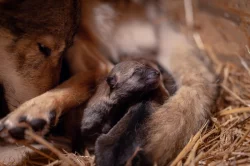 Československý vlčák