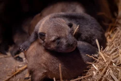 Československý vlčák