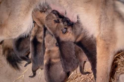 Československý vlčák