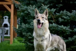 Československý vlčák